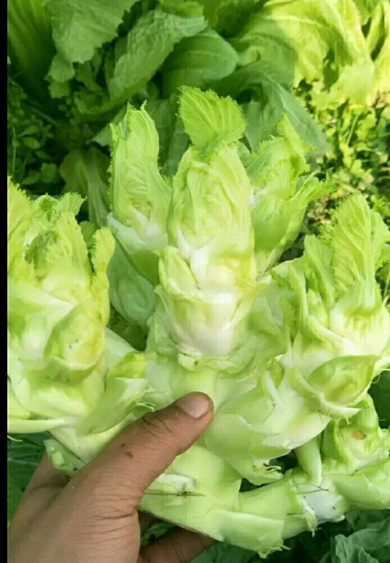 优质儿菜大量供应