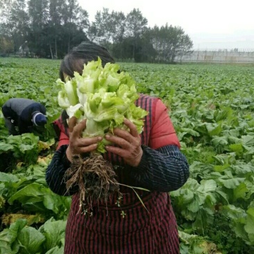 优质儿菜大量供应