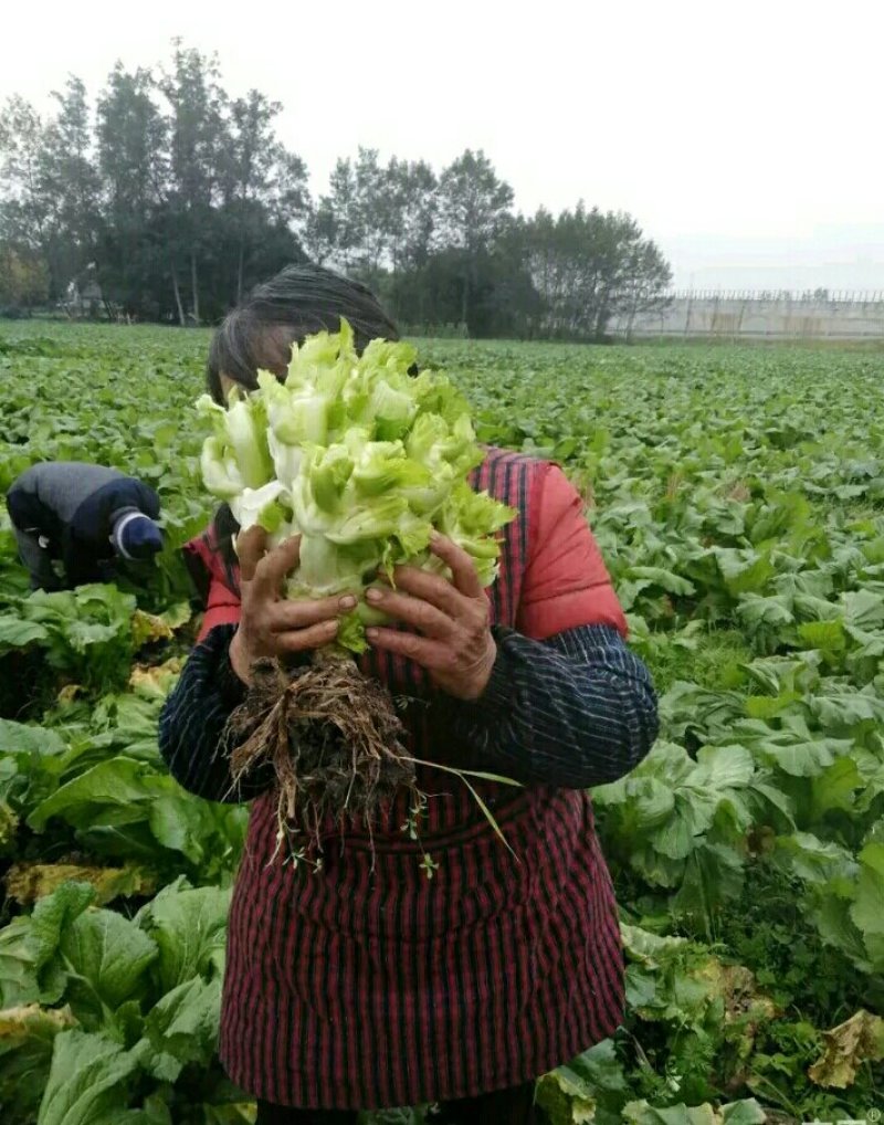 优质儿菜大量供应