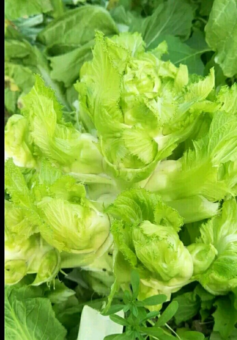 优质儿菜大量供应