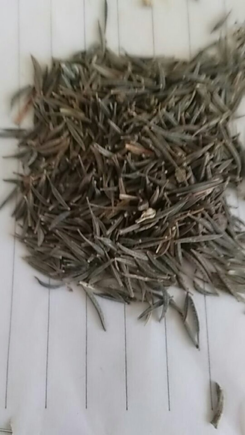 高杆混色波斯菊