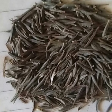 高杆混色波斯菊