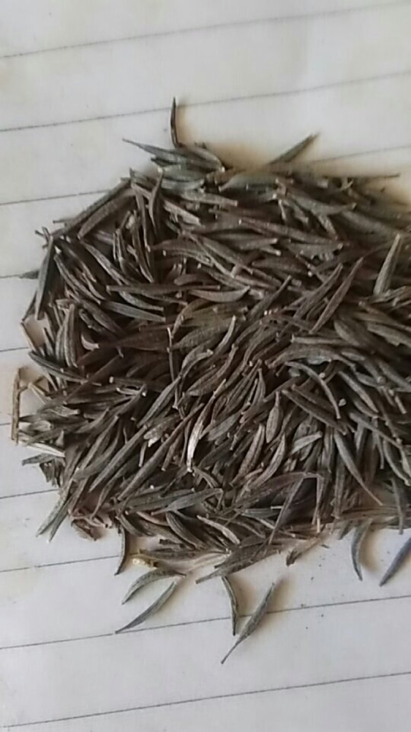 高杆混色波斯菊
