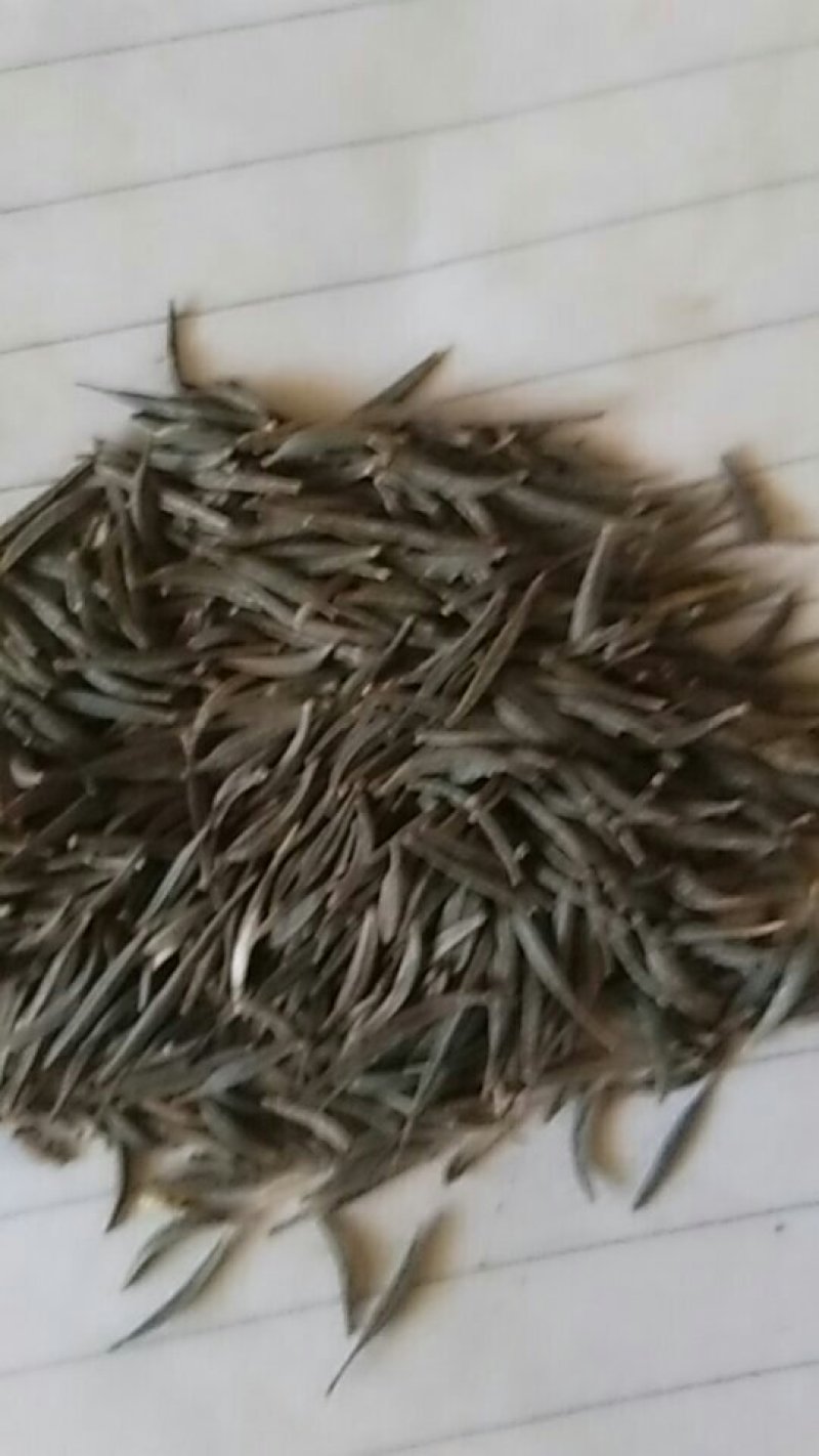 高杆混色波斯菊