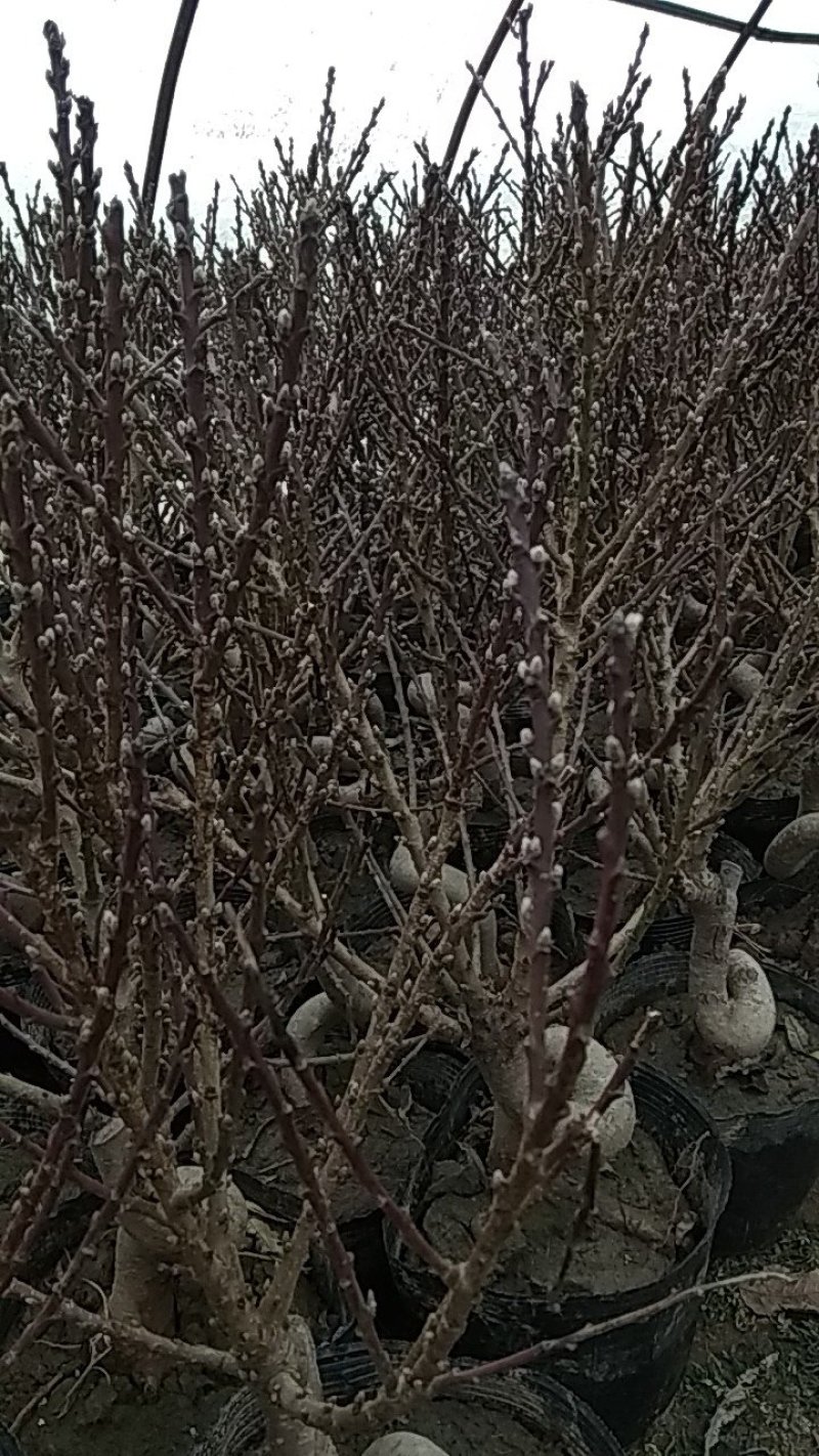寿桃梅花