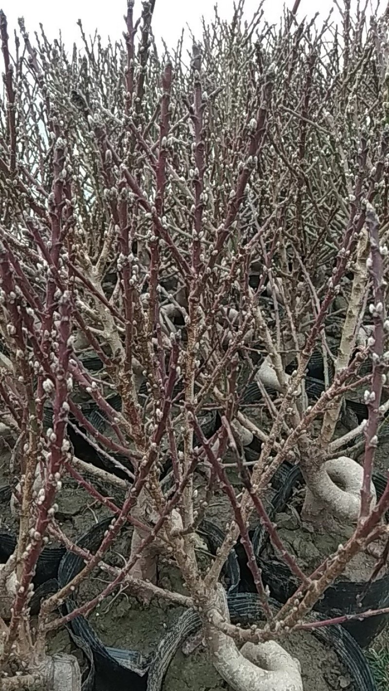 寿桃梅花