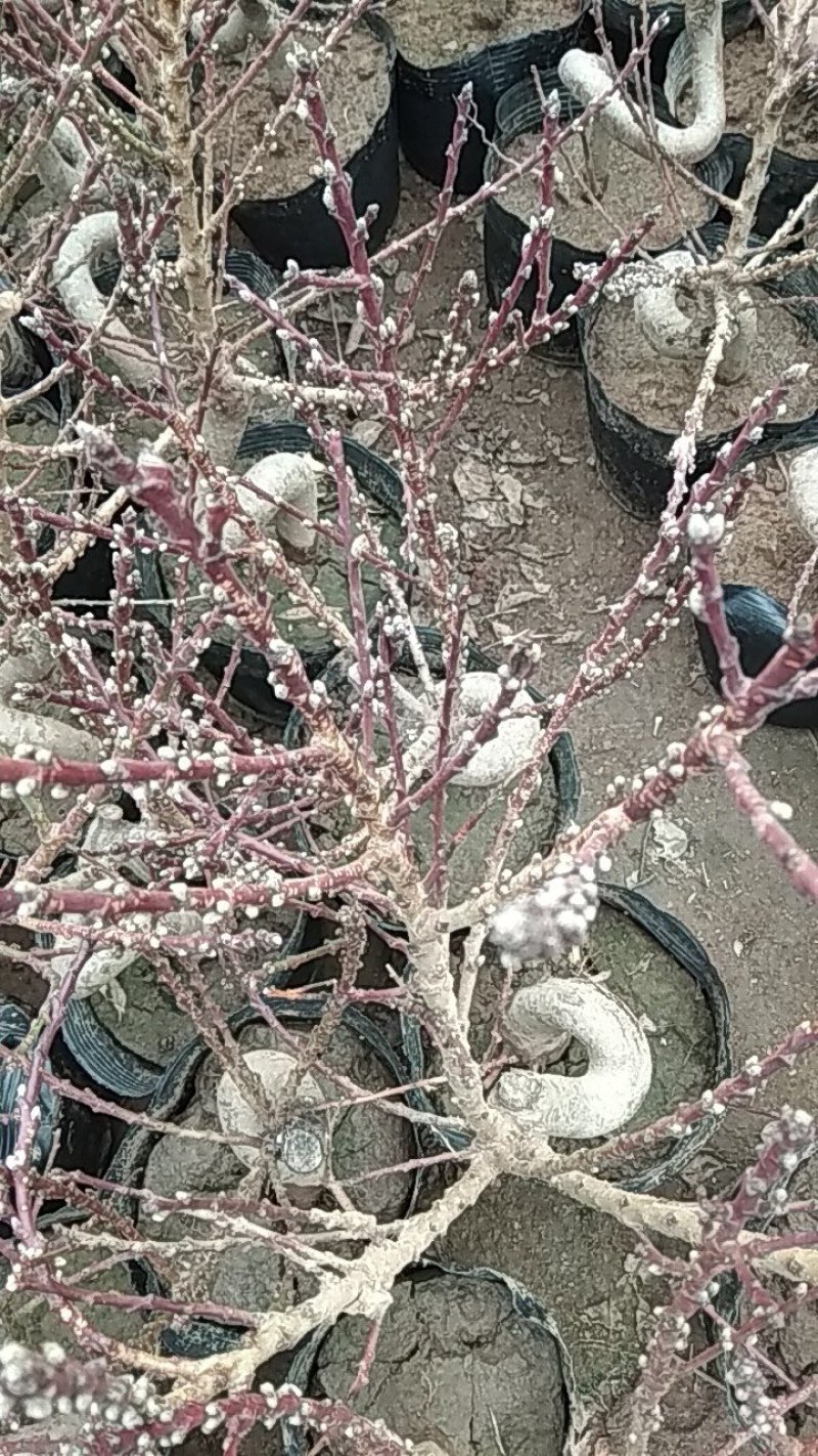 寿桃梅花