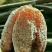 富平柿饼10个一斤