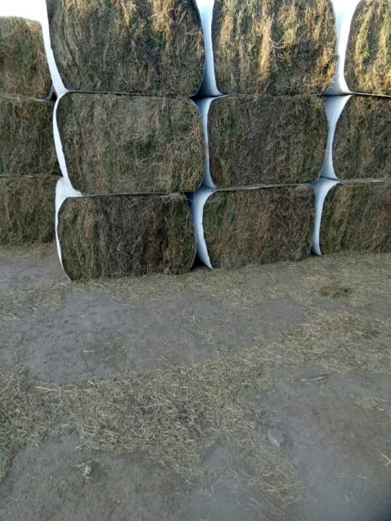 苜蓿草出售