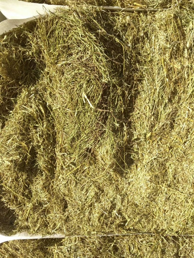 苜蓿草出售