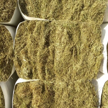 苜蓿草出售