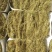 苜蓿草出售