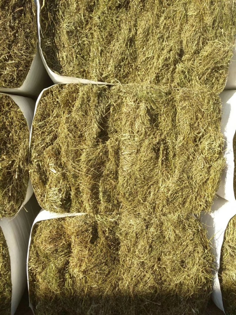 苜蓿草出售