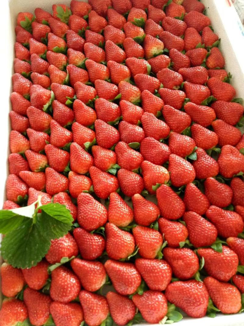 草莓甜查理
