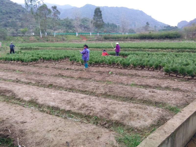 湿地松1年杯苗，20-50cm高.