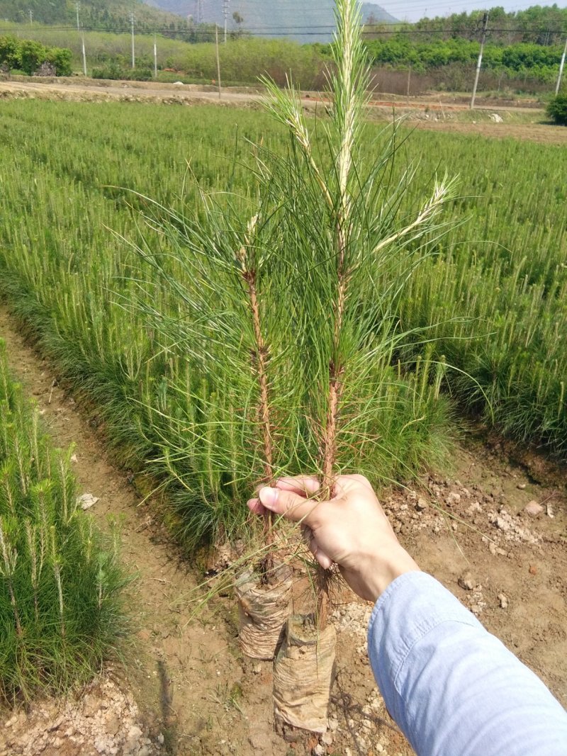 湿地松1年杯苗，20-50cm高.