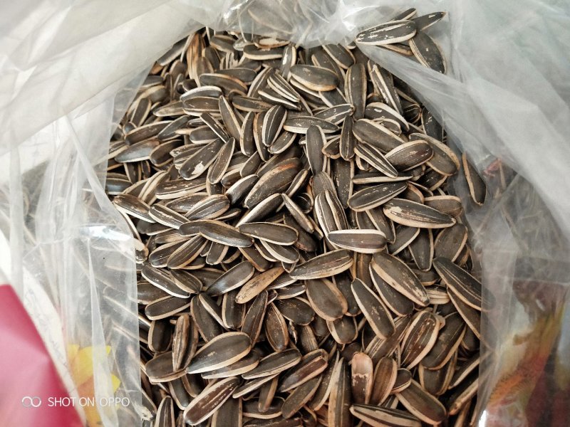 新货葵花籽，大个，