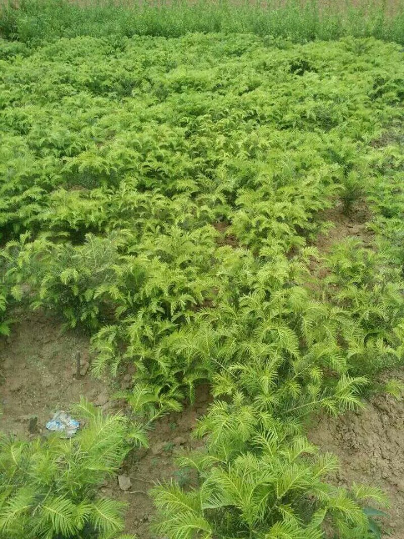 三尖杉基地直销物美价廉欢迎选购