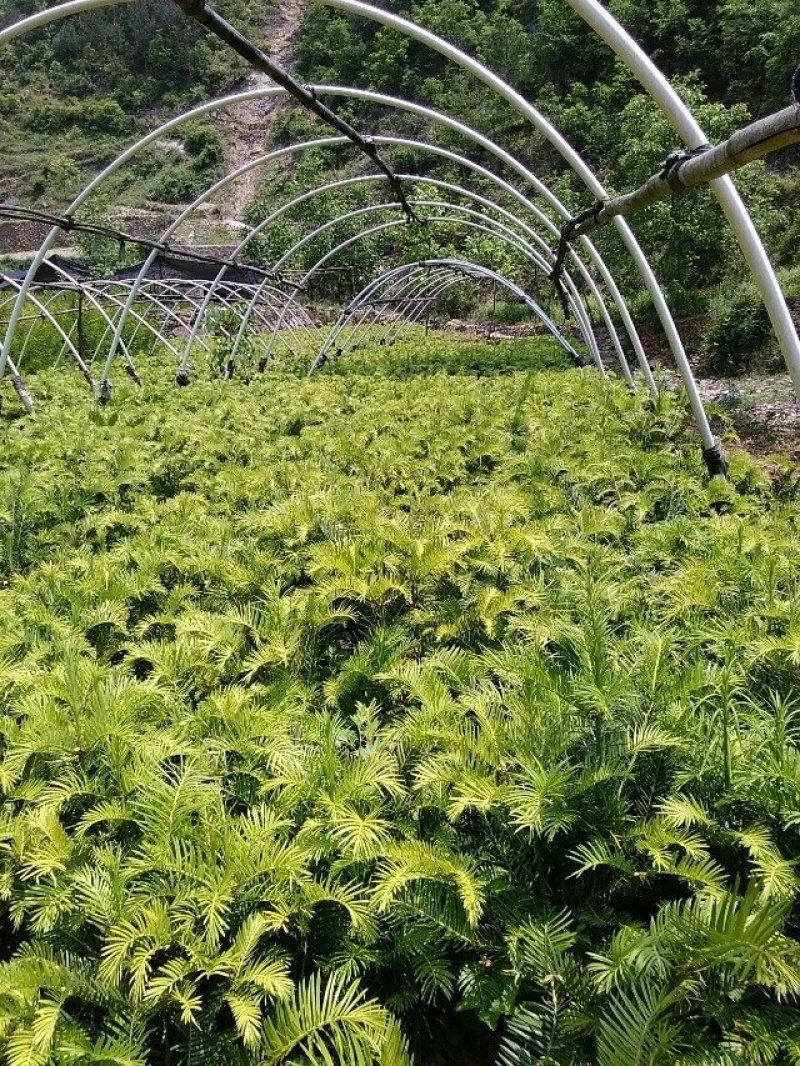 三尖杉基地直销物美价廉欢迎选购