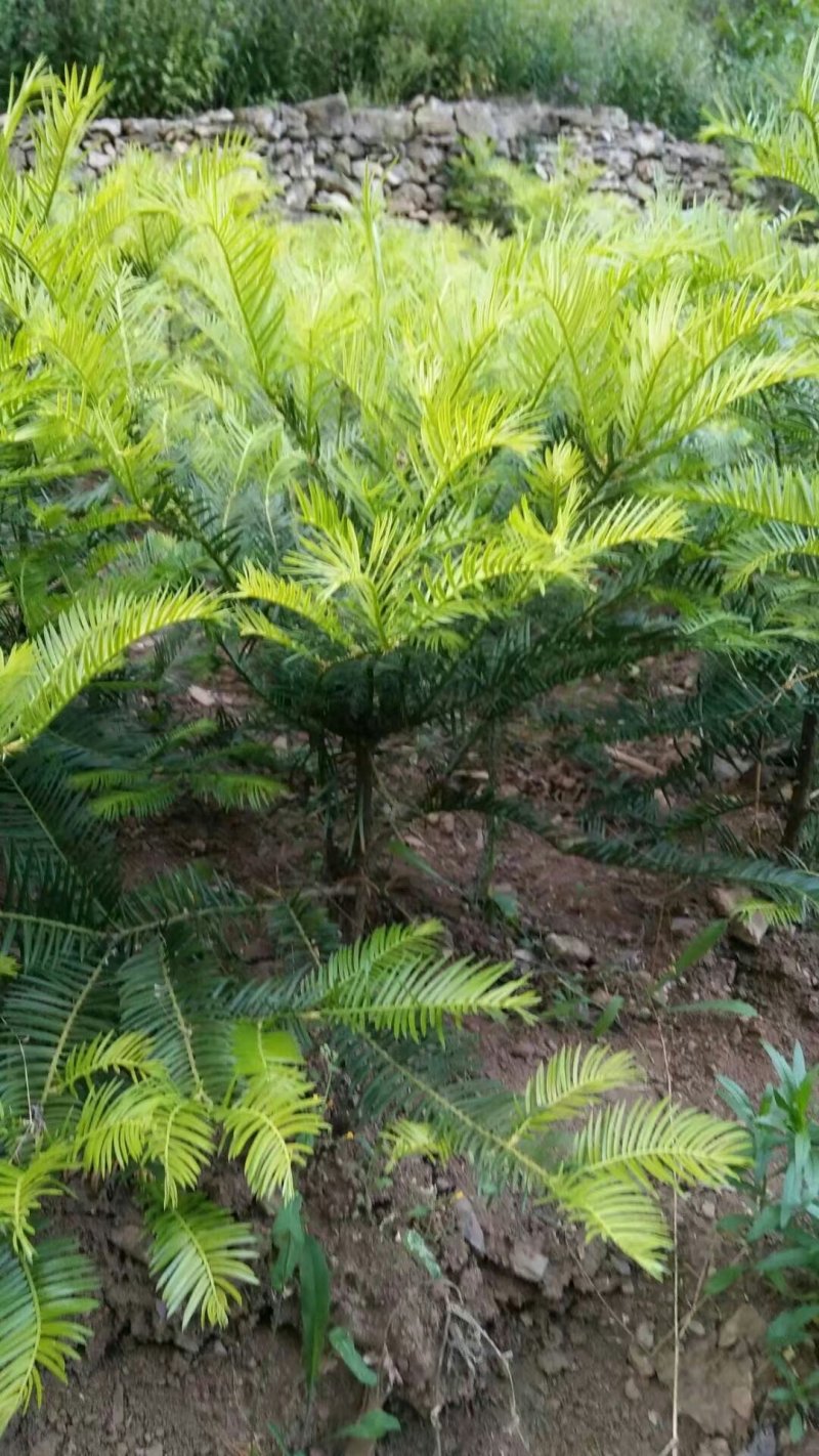 三尖杉基地直销物美价廉欢迎选购