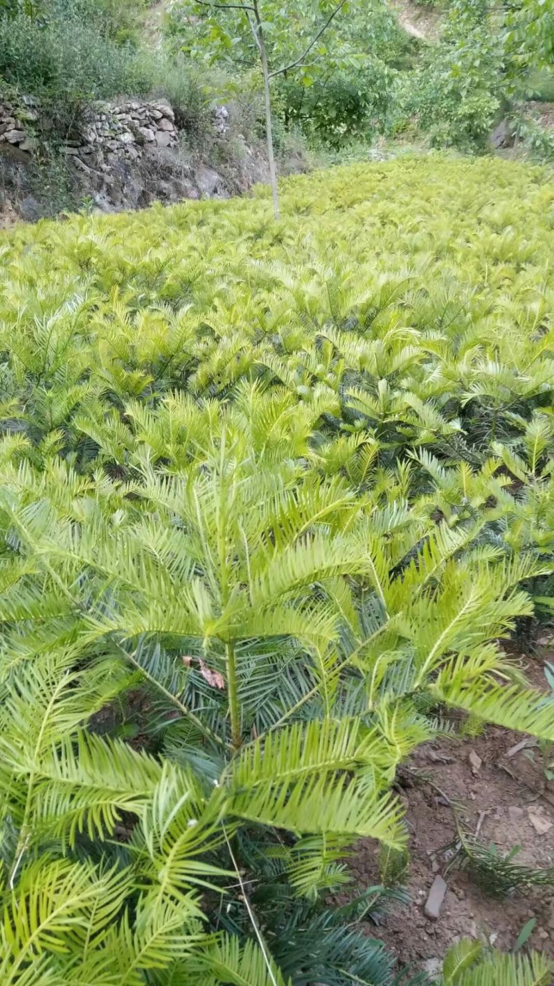 三尖杉基地直销物美价廉欢迎选购