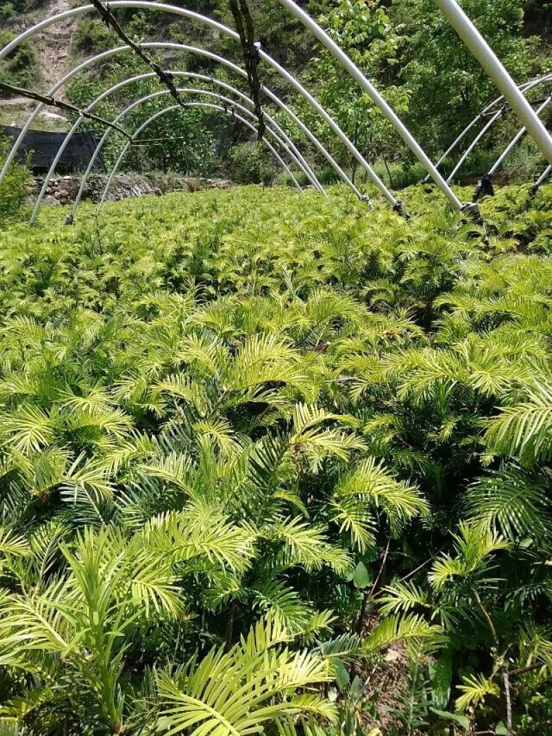 三尖杉基地直销物美价廉欢迎选购
