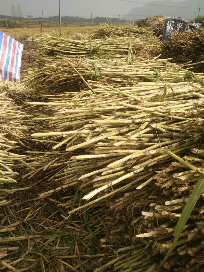 精品红糖膏产地直销物美价廉量大从优欢迎来购