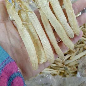 沙虫
