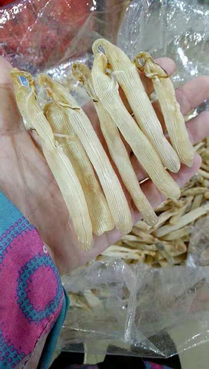 沙虫