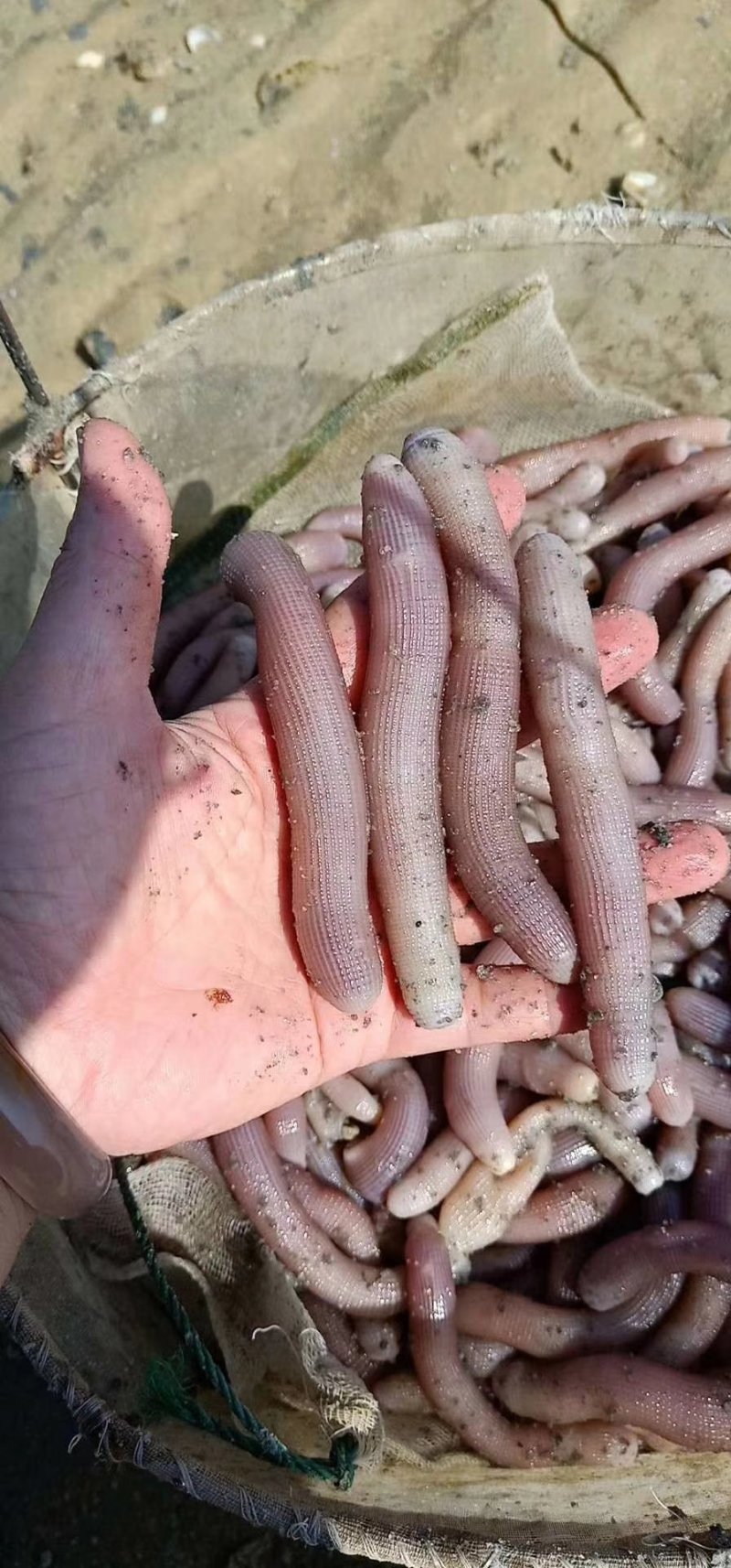 沙虫