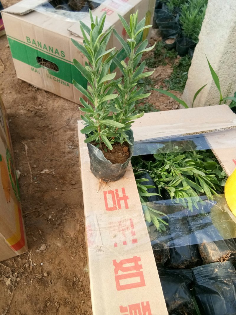 薰衣草种苗基地直发量大从优欢迎实地考察合作