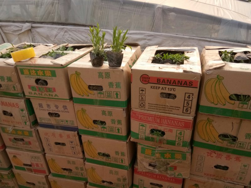 薰衣草种苗基地直发量大从优欢迎实地考察合作