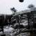 造型油松，黑松
