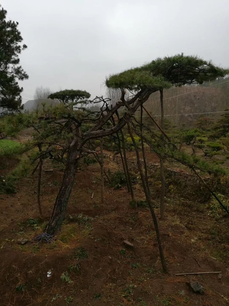 造型油松，黑松