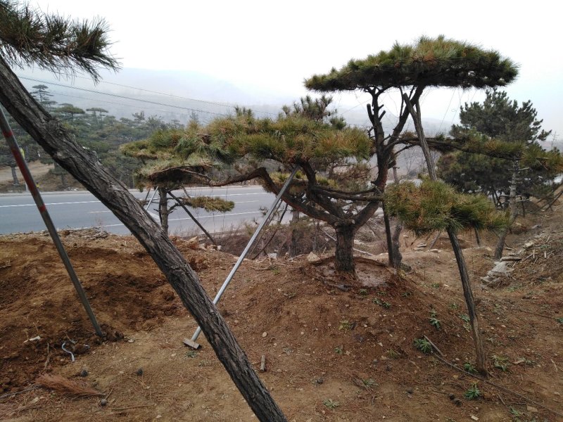 造型油松，黑松