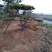 造型油松，黑松