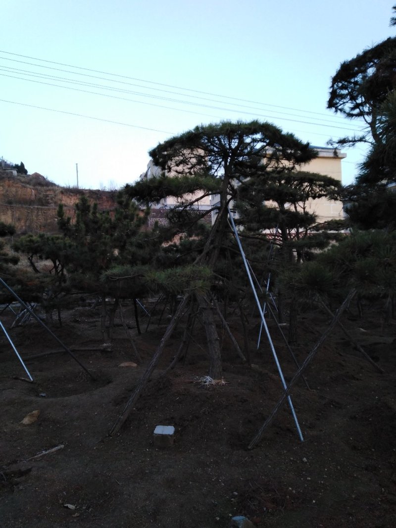 造型油松，黑松