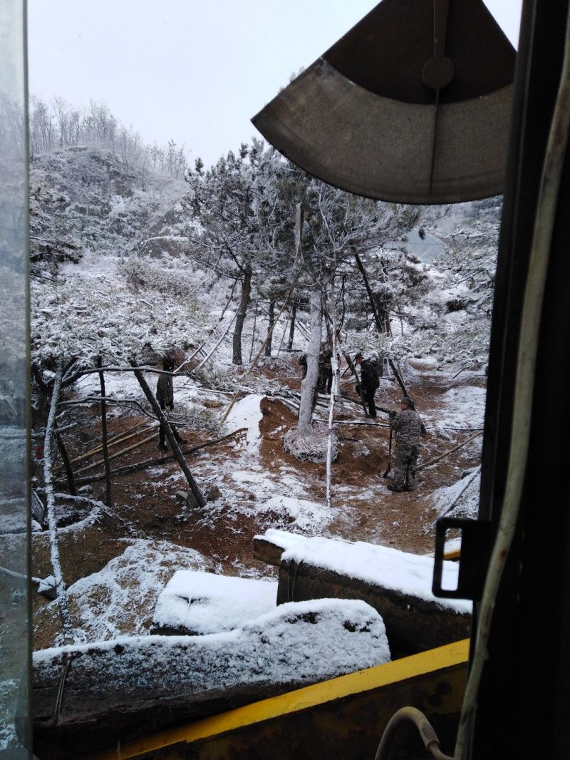 造型油松，黑松