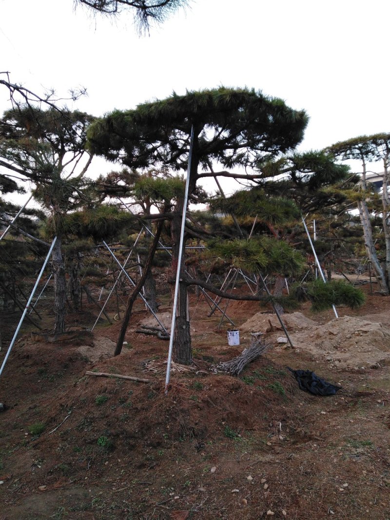 造型油松，黑松