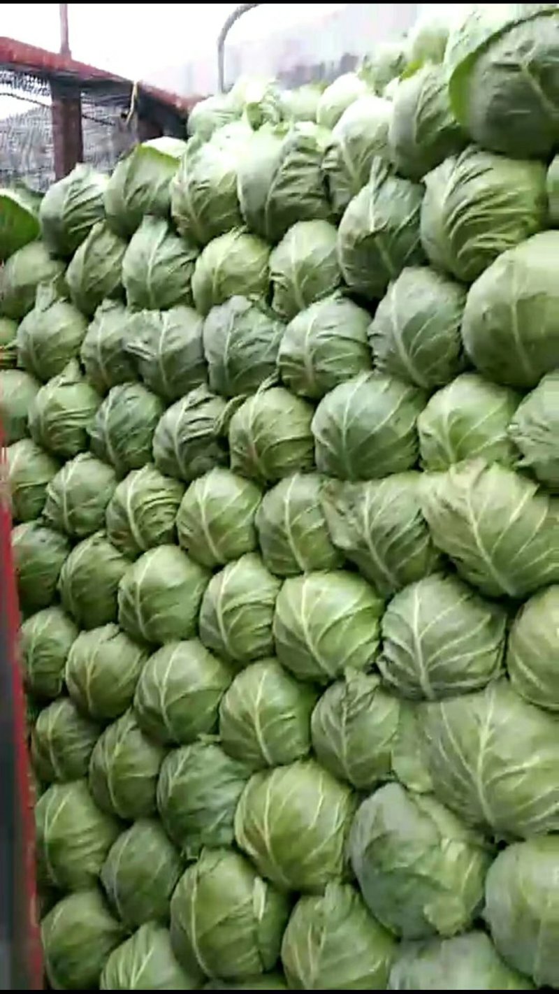 园白菜