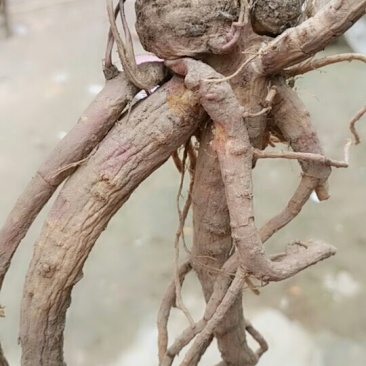 白花前胡根