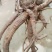 白花前胡根