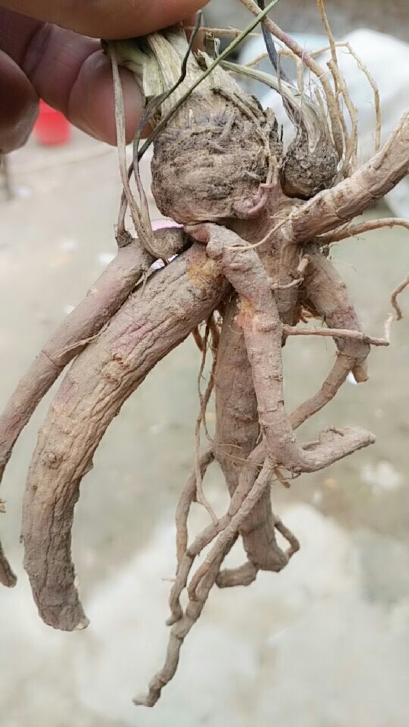 白花前胡根