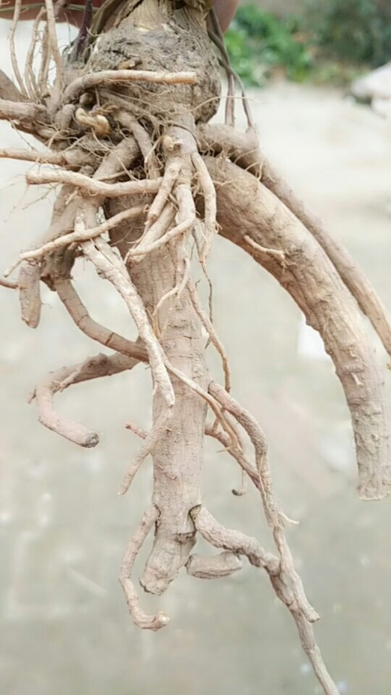 白花前胡根