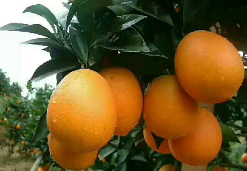 脐橙