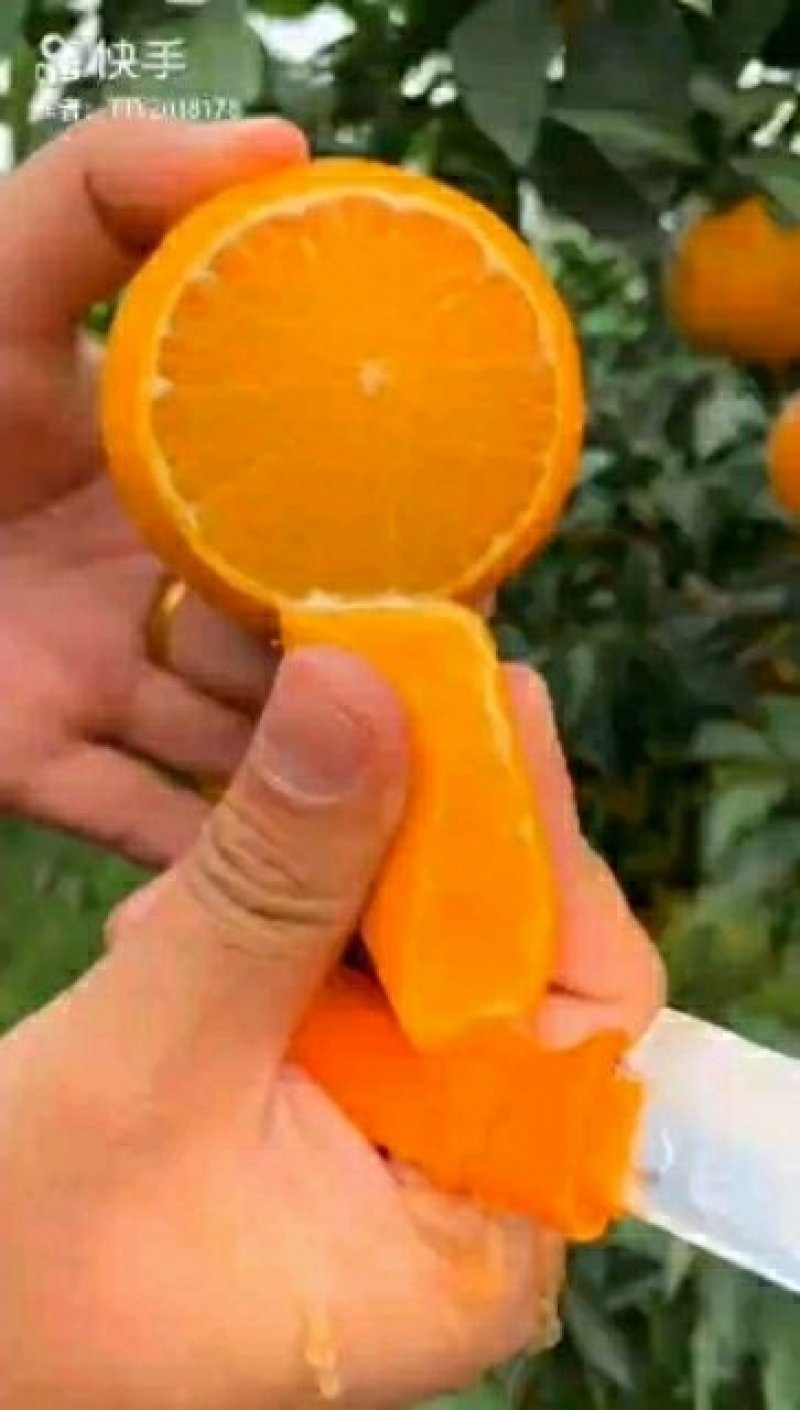 脐橙