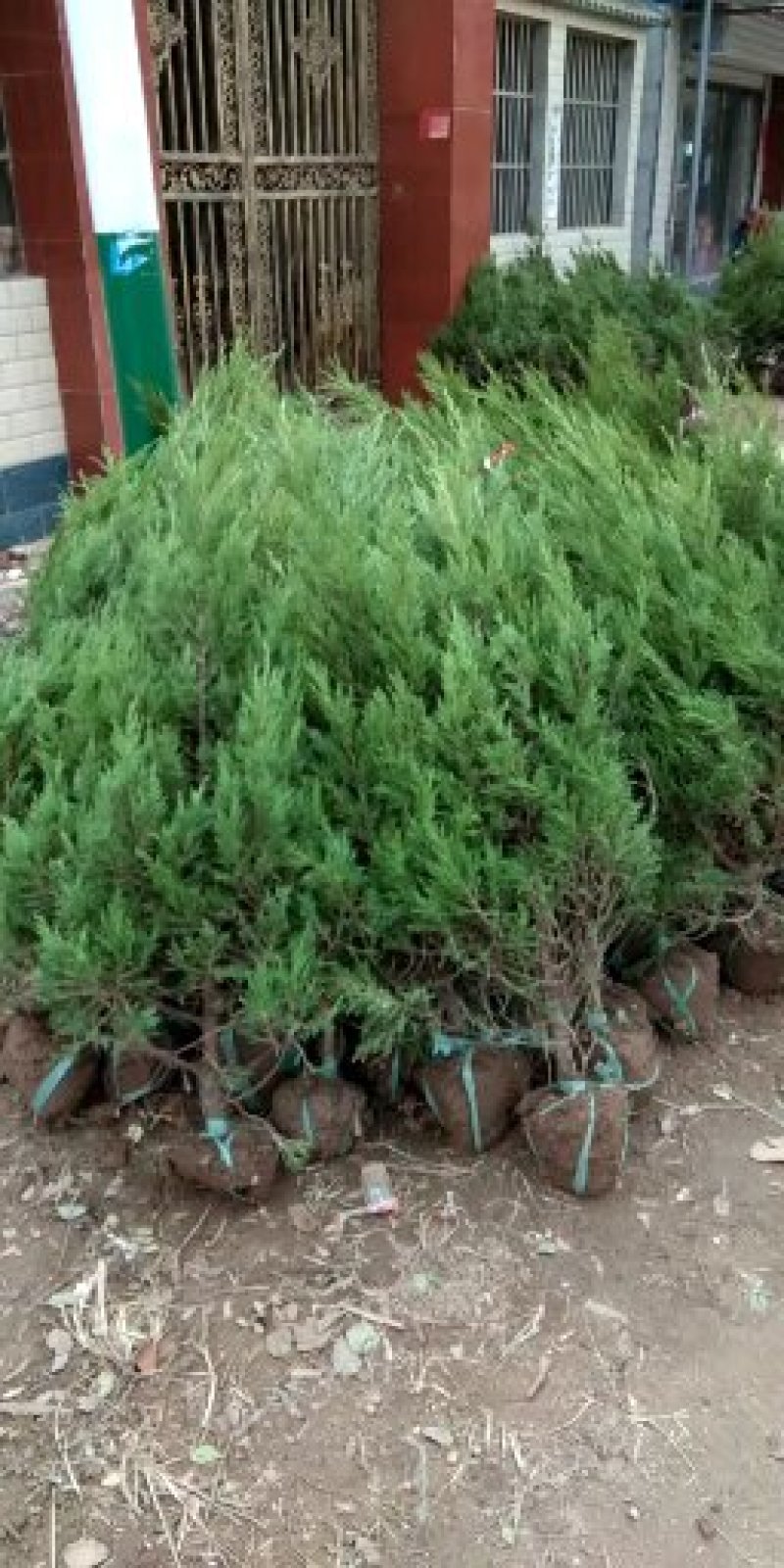 优质圆柏树塔柏苗批发供应免费种植技术易成活