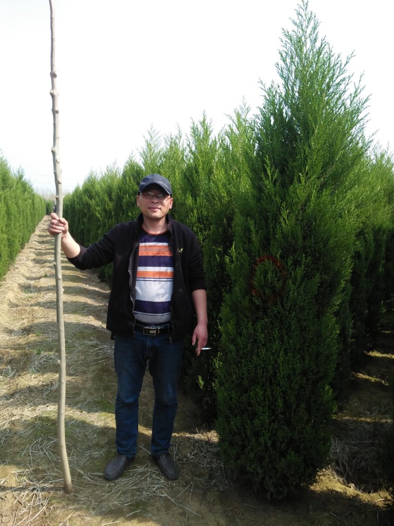 优质圆柏树塔柏苗批发供应免费种植技术易成活