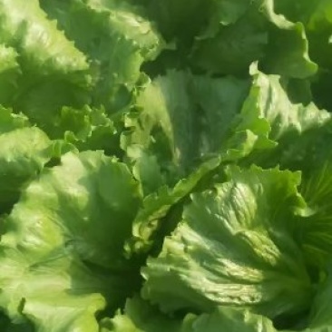 生菜球