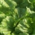 生菜球